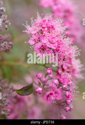 Spiraea Japonica Shirobana Josephs Mantel Stockfoto