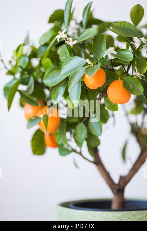 ficus microcarpa ginseng bonsai care Ficus Retusa 'Microcarpa Ginseng' – Snakeroot Botanicals