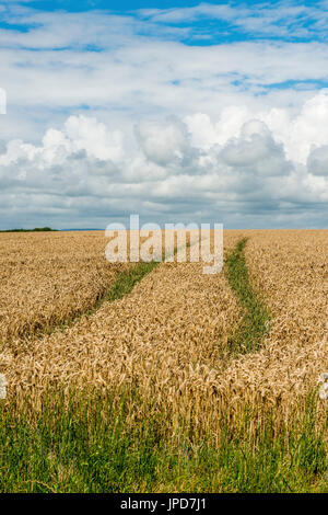 Wheatfield Vale von Glamorgan South Wales Stockfoto