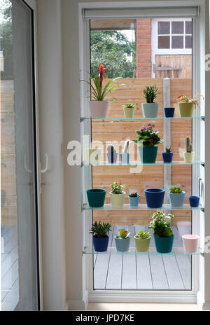 Schaufenster mit einer Vielzahl von Kakteen und Sukkulenten in bunten Töpfen. Vertikale Garten. Stockfoto