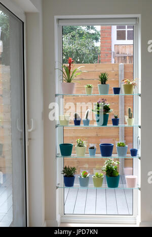 Schaufenster mit einer Vielzahl von Kakteen und Sukkulenten in bunten Töpfen. Vertikale Garten. Stockfoto