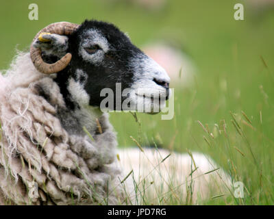 Schließen Sie eine schwarze Schafe Swaledale konfrontiert, den Lake District, Cumbria, Großbritannien Stockfoto