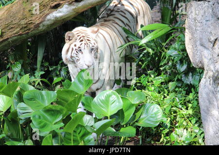 Weiße Tiger im Dschungel wandern Stockfoto