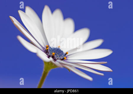 Osteospermum - Cape Daisy Stockfoto