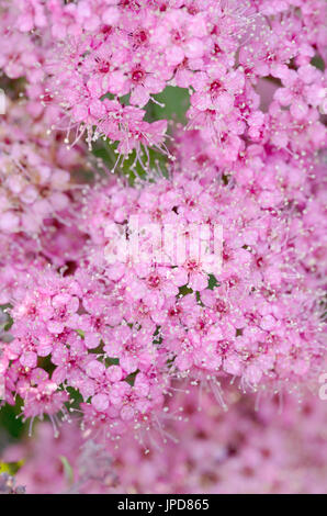 Spiraea Japonica Shirobana Josephs Mantel Stockfoto