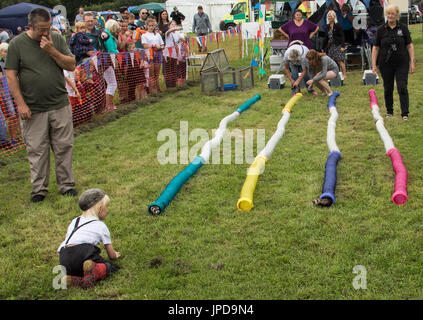 Frettchen Racing bei Ringmer Dampf und Land zeigen Stockfoto