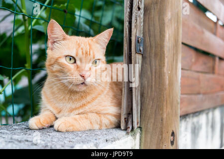 Ingwer Hauskatze ruht hinter einem Zaun Stockfoto