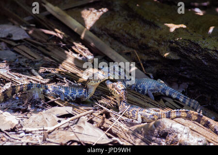 Babykrokodile in Tortuguero - Costa Rica Stockfoto