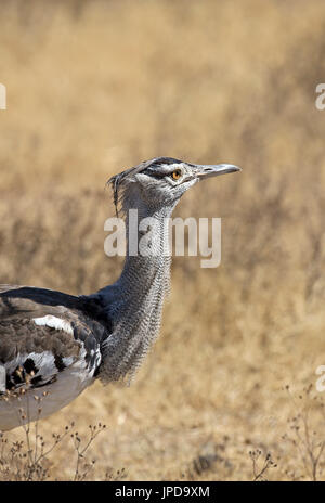 Kori bustard closeup in Tansania übernommen Stockfoto