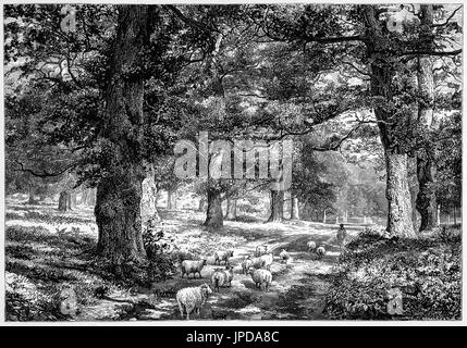 1870: Hirten und Schafe im Royal Sherwood Forest, Nottinghamshire, England. Es ist berühmt durch seine historische Verbindung mit der Legende von Robin Hood. Stockfoto