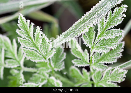 Hintergrund von einem grünen Rasen mit Raureif bedeckt. frostigen Wiese, Blätter eingefroren Stockfoto