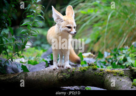 Fennec, Fennec Fuchs (Vulpes Zerda), Erwachsener, wachsam, Gefangenschaft, vorkommen in Nordafrika Stockfoto