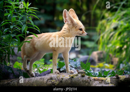 Fennec, Fennec Fuchs (Vulpes Zerda), Erwachsener, wachsam, Gefangenschaft, vorkommen in Nordafrika Stockfoto