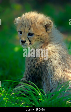 Sudan-Geparden (Acinonyx Jubatus Soemmeringii), Jungtier in Rasen, sieben Wochen alt, auftreten Sudan gefangen Stockfoto