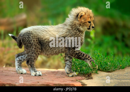 Sudan-Geparden (Acinonyx Jubatus Soemmeringii), Jungtier ausgeführt, sieben Wochen alt, auftreten Sudan, in Gefangenschaft Stockfoto