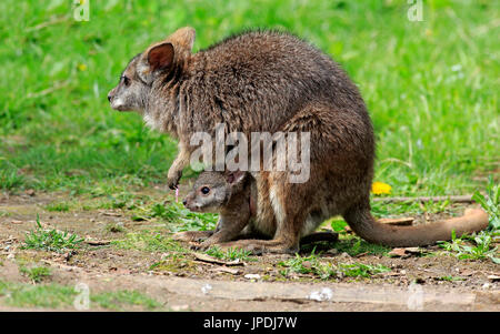 Parma Wallaby (Macropus Parma), dam mit dem jungen Tier, junge Tier schauen aus der Tasche, New-South.Wales, Australien Stockfoto