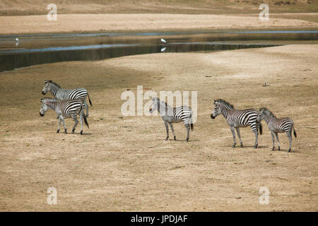 Ebenen Zebra (Equus Quagga) in der trockenen Steppe am Luangwa River, South Luangwa Nationalpark, Sambia Stockfoto