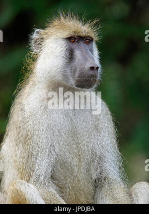 Gelbe Pavian (Papio Cynocephalus), tierische Porträt, South Luangwa Nationalpark, Sambia Stockfoto