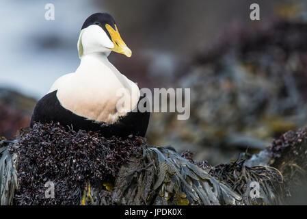 Gemeinsame Eiderente (Somateria Mollissima) sitzt auf Felsen mit Algen bedeckt, Drake, Düne, Helgoland, Deutschland Stockfoto