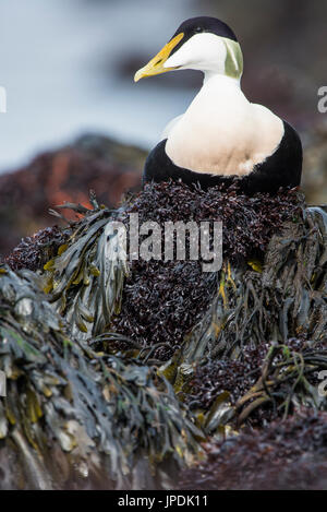 Gemeinsame Eiderente (Somateria Mollissima) sitzt auf Felsen mit Algen bedeckt, Drake, Düne, Helgoland, Deutschland Stockfoto