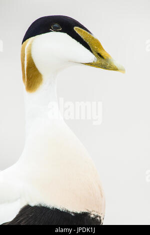 Gemeinsame Eiderente (Somateria Mollissima), Tier Portrait, Drake, Düne, Helgoland, Deutschland Stockfoto