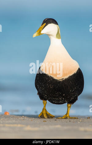 Gemeinsame Eiderente (Somateria Mollissima) am Wasser, Drake, Düne, Helgoland, Deutschland Stockfoto
