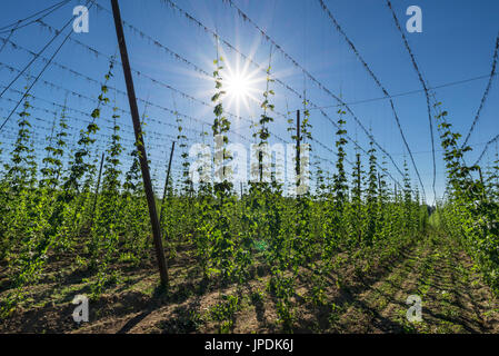 Hopfen (Humulus lupulus), Lauf an der Pegnitz, Mittelfranken, Bayern, Deutschland Stockfoto