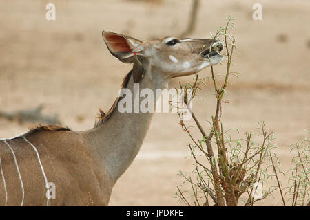 Mehr Kudu (Tragelaphus strepsiceros) feedind auf einem Busch, mit einer roten - oxpecker (Buphagus erythrorhynchus) Kommissionierung auf ihre Rechnung Stockfoto