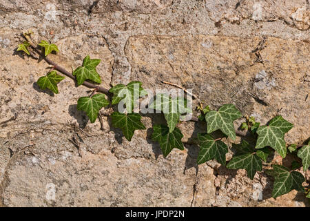 Gemeinsamen Efeu (Hedera Helix) an Sandsteinmauer, Pfalz, Rheinland-Pfalz, Deutschland Stockfoto