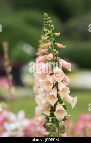 Digitalis dalmatinischen Pfirsich. Fingerhut Stockfoto