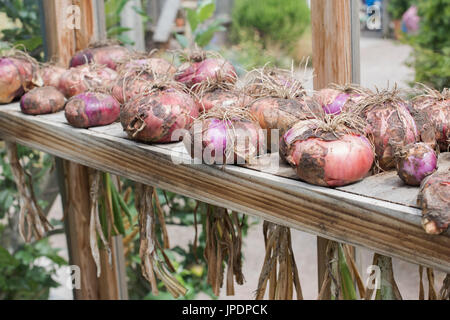 Allium Cepa. Geernteten Zwiebeln in einem Gewächshaus. UK Stockfoto