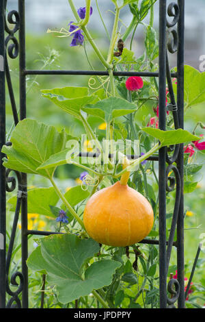 Cucurbita Maxima. Red Kuri Kürbis ein Gartenhaus mit Sweet Pea Blumen wachsen. UK Stockfoto