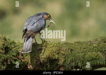 Nahaufnahme einer männlichen Sparrowhawk thront auf einem Flechten bedeckten Baumstamm Abschluss Essen seine Beute mit Ende der Maus ragte aus seinem Schnabel Stockfoto