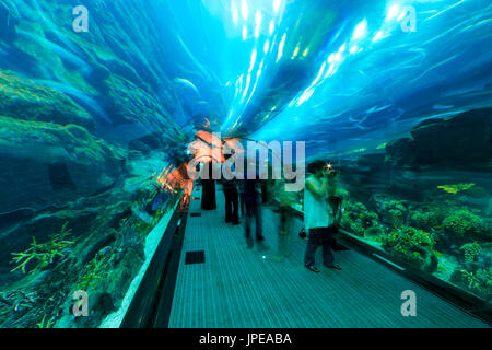 Aquarium in der Dubai Mall - weltweit größte Shopping-Mall, Downtown Burj Dubai in Dubai, Vereinigte Arabische Emirate.