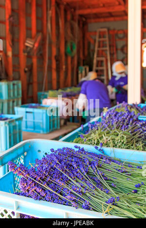 Menschen, die Verarbeitung von Lavendel der Tomita Farm in Hokkaido, Japan Stockfoto