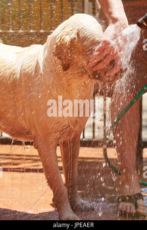 Reinigung Gesicht des Hundes mit dem Wasserschlauch. Hund waschen an sonnigen Tag Stockfoto