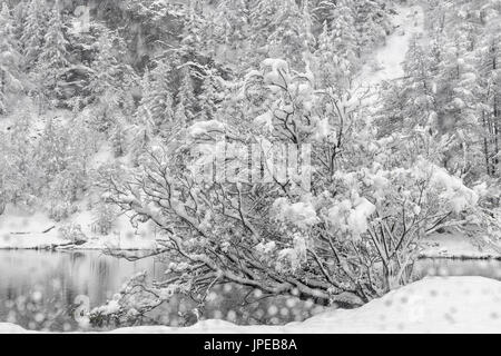 Chisone-Tal (Valle Chisone), Provinz Turin, Piemont, Italien, Europa. Blizzard-Landschaften in Piemont Berge Stockfoto