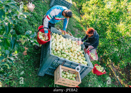 Europa, Italien, Trentino Südtirol, Nonstal. Gruppe von Landwirten, die goldenen Äpfel auswählen Stockfoto