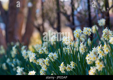 Ein Garten Bett von Jonquils (Narcissus tazetta papyraceous) am historischen Rowlee Weingut in Orange, NSW, Australien Stockfoto