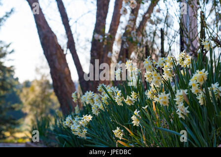 Ein Beet von Jonquils an der historischen Rowlee in Orange, New South Wales, Australien Stockfoto