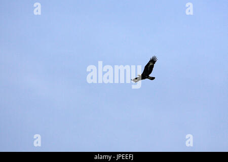 Steinadler Aquila Chrysaetos im Flug Korsika Frankreich Stockfoto