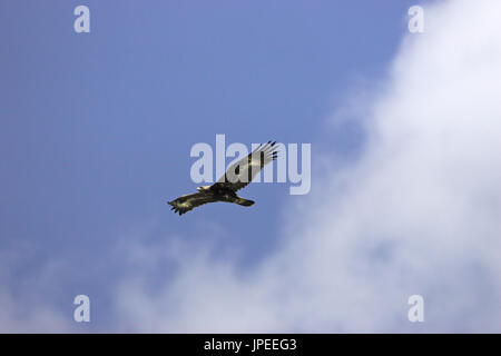Steinadler Aquila Chrysaetos im Flug Korsika Frankreich Stockfoto