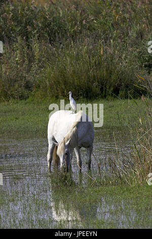 Kuhreiher Bulbulcus Ibis auf der Rückseite von einem weißen Pferd in der Camargue Reserve Naturel-Frankreich Stockfoto