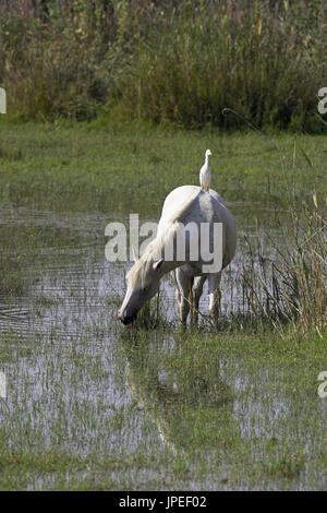 Kuhreiher Bulbulcus Ibis auf der Rückseite von einem weißen Pferd in der Camargue Reserve Naturel-Frankreich Stockfoto