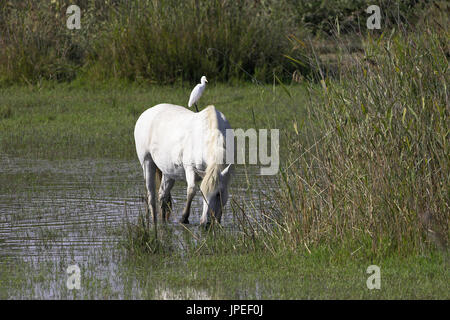 Kuhreiher Bulbulcus Ibis auf der Rückseite von einem weißen Pferd in der Camargue Reserve Naturel-Frankreich Stockfoto