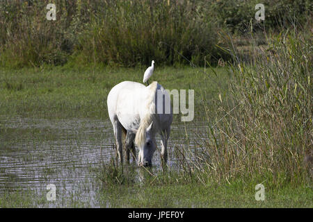 Kuhreiher Bulbulcus Ibis auf der Rückseite von einem weißen Pferd in der Camargue Reserve Naturel-Frankreich Stockfoto