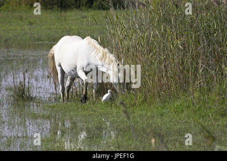 Kuhreiher Bulbulcus Ibis Fütterung in der Nähe von weißen Pferd in der Camargue Reserve Naturel-Frankreich Stockfoto