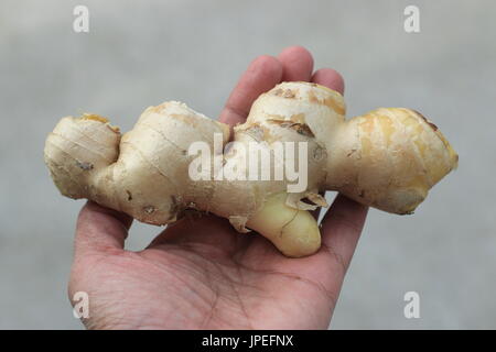 Nahaufnahme von Ingwer oder bekannt als Zingiber Officinale isoliert Stockfoto