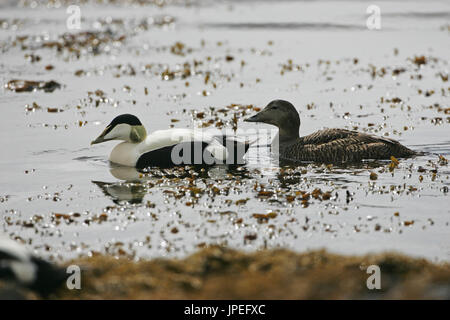 Gemeinsamen Eiderente Somateria Mollissima paar Schwimmen Loch Scridain Isle of Mull Argyll und Bute Scotland UK Stockfoto