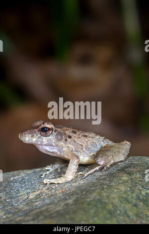 Grasfrosch Regen "Craugastor Fitzingeri"-Greentique Wildlife Refuge-Manuel Antonio, Costa Rica Stockfoto